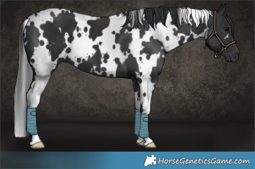 Horse Color:White Spotted Black 