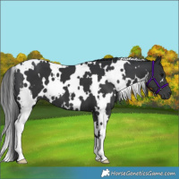 Horse Color:White Spotted Black