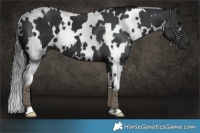 Horse Color:White Spotted Black 