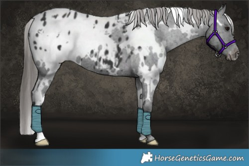 Horse Color:White Spotted Black Blanket 