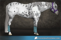 Horse Color:White Spotted Black Appaloosa 