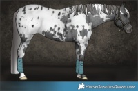 Horse Color:White Spotted Black Appaloosa