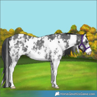 Horse Color:White Spotted Black Sabino