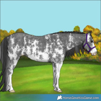 Horse Color:Black Sabino 