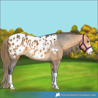Horse Color:Buckskin Appaloosa 