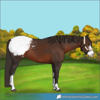 Horse Color:Liver Chestnut Sabino Snowcap 