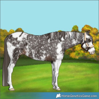 Horse Color:Liver Chestnut Sabino Appaloosa 