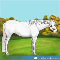 Horse Color:Chocolate Palomino Sabino Snowflake Varnish 