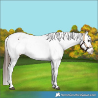 Horse Color:Brown Dun Sabino Snowflake Varnish 