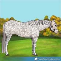 Horse Color:Brown Dun Sabino Appaloosa 