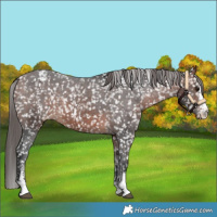 Horse Color:Bay Sabino Appaloosa 