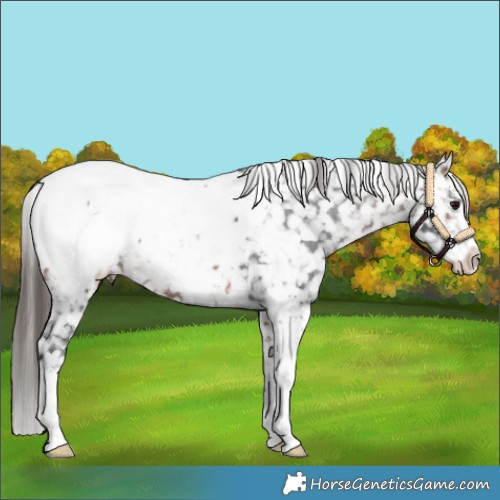 Horse Color:Bay Sabino Appaloosa 