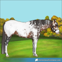 Horse Color:Bay Sabino Appaloosa
