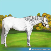 Horse Color:Bay Sabino Snowcap 