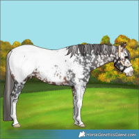 Horse Color:Bay Sabino Appaloosa
