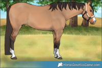 Horse Color:Bay Dun