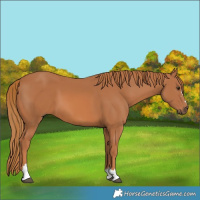 Horse Color:Chestnut 