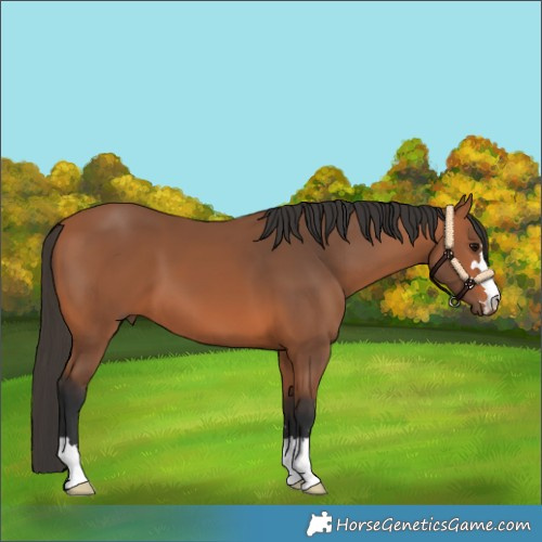 Horse Color:Bay 