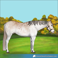 Horse Color:White Spotted Chestnut and Gray White Spotted Buckskin