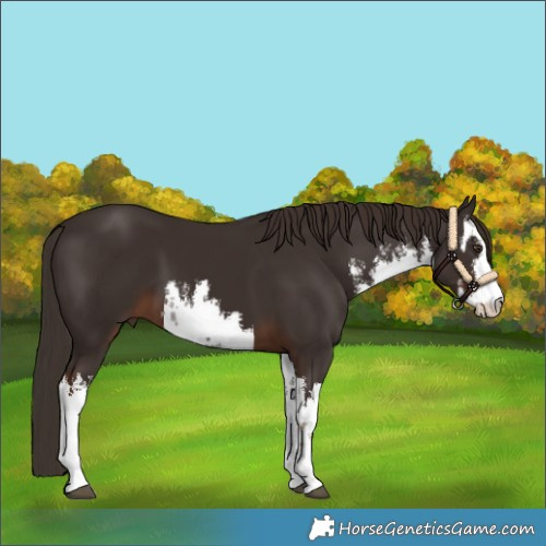 Horse Color:White Spotted Liver Chestnut