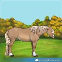 Horse Color:Chocolate Palomino Dun 
