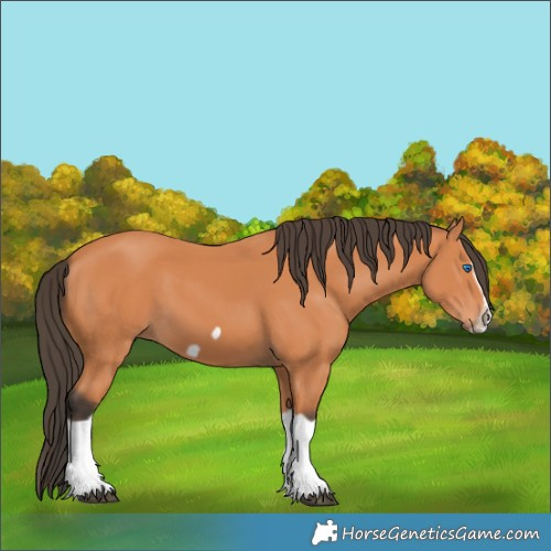 Horse Color:Bay Splash Frame 