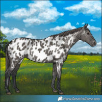 Horse Color:Grullo Appaloosa 