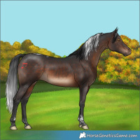 Horse Color:Brown Tobiano