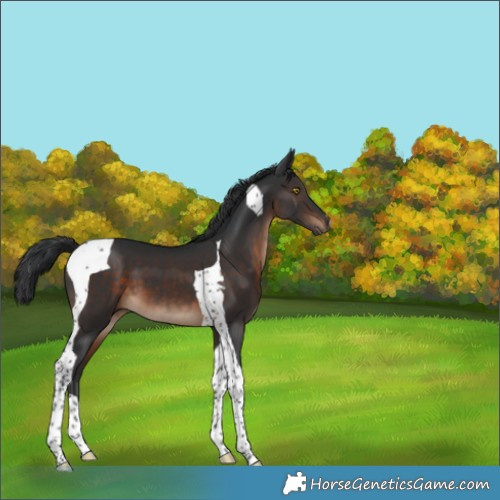 Horse Color:Brown Tobiano 