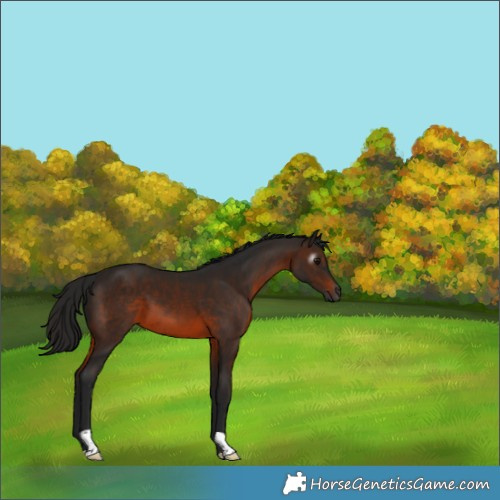 Horse Color:Gray Brown 