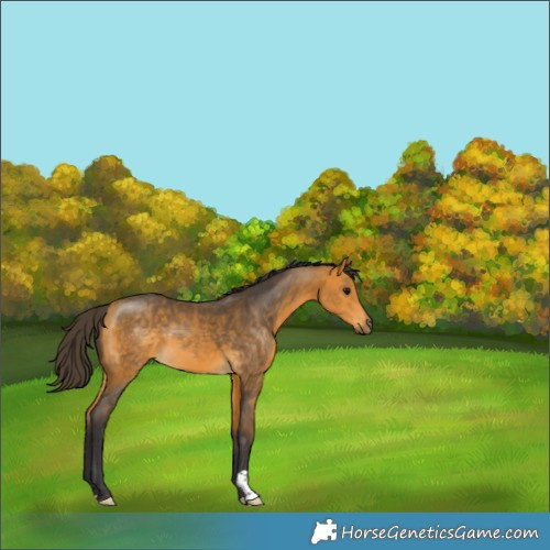 Horse Color:Buckskin 