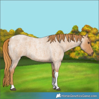 Horse Color:Red Roan Tobiano 