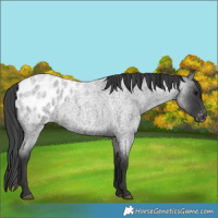 Horse Color:Blue Roan Appaloosa 