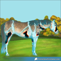 Horse Color:Thunderstruck Buckskin Splash 