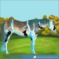 Horse Color:Thunderstruck Buckskin Splash 