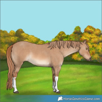 Horse Color:Red Dun Tobiano