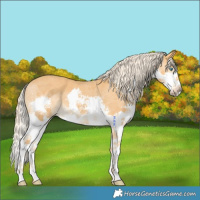 Horse Color:Palomino Splash