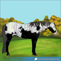 Horse Color:Grullo Ice Splash 
