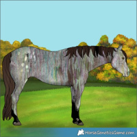 Horse Color:Void Liver Chestnut Ice Tobiano Appaloosa 