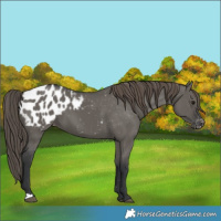 Horse Color:Grullo Appaloosa 