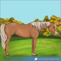 Horse Color:Chestnut Splash