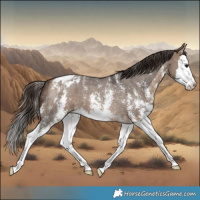 Horse Color:Bay Dun Sabino Splash Appaloosa 