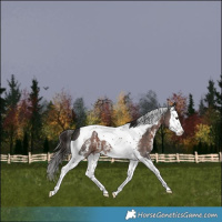 Horse Color:Liver Chestnut Sabino Splash Tobiano 