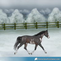 Horse Color:Brown Sabino 
