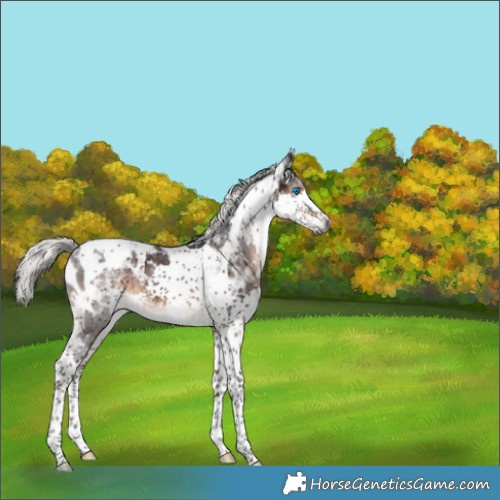 Horse Color:Gray Silver Brown Splash Tobiano Appaloosa 