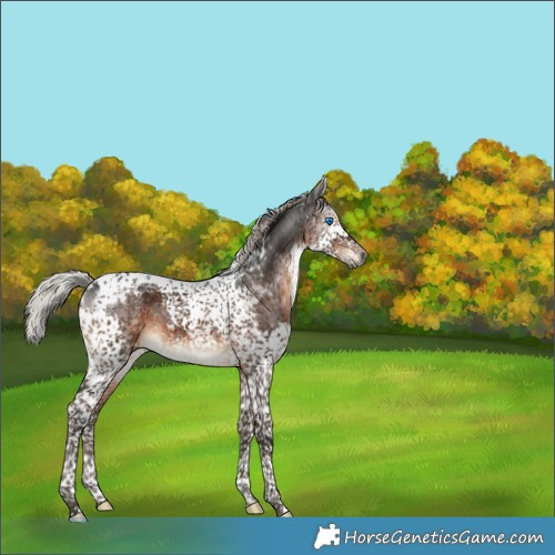 Horse Color:Gray Silver Brown Splash Tobiano Appaloosa 