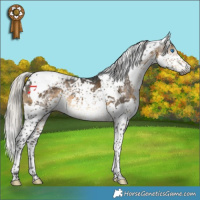 Horse Color:Gray Silver Buckskin Splash Tobiano Varnish 