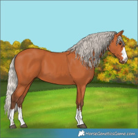 Horse Color:Silver Bay 
