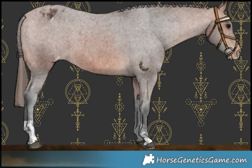Horse Color:Bay Varnish  and Bay Varnish 