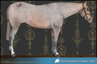 Horse Color:Bay Varnish  and Bay Varnish 